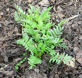 Βαλεριάνα Βαλεριάνα µε επίσηµη ονοµασία Valeriana officinalis είναι γνωστή και ως, νάρδος, κέντρανθος, Η βαλεριάνα είναι φυτό πολυετές ποώδες και ανθοφόρο.