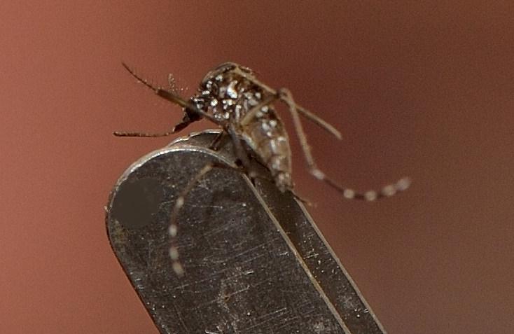 Το Aedes albopictus ή Ασιατικό