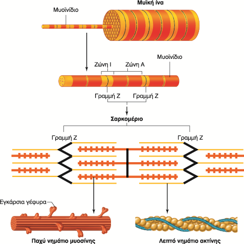 ΣΥΣΤΑΣΗ ΣΚΕΛΕΤΙΚΗΣ ΜΥΪΚΗΣ ΙΝΑΣ - ΣΑΡΚΟΜΕΡΙΟ