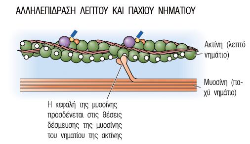 Λεπτά Νημάτια Ακτίνης