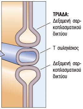 Σύζευξη Διέγερσης-Συστολής στον Σκελετικό Μυ