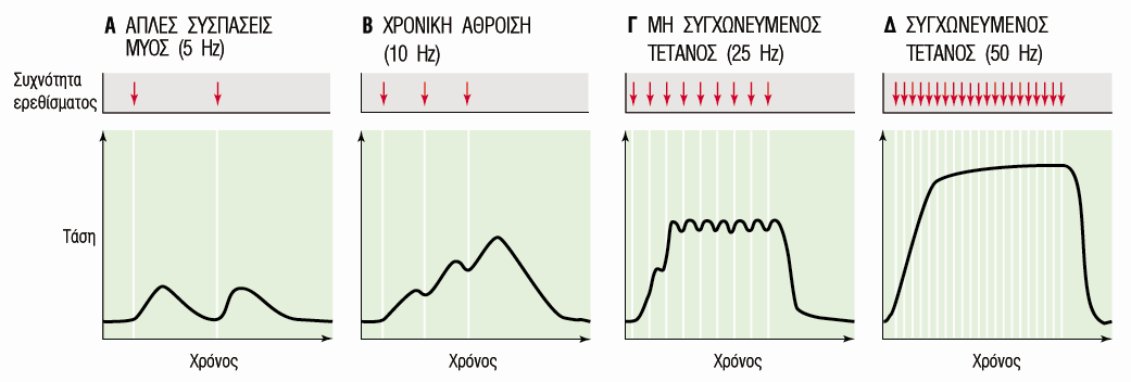 Διαβάθμιση Δύναμης Μυϊκής Σύσπασης με τη Συχνότητας της Διέγερσης ΑΘΡΟΙΣΗ ΣΥΧΝΟΤΗΤΑΣ Η αναπτυσσόμενη δύναμη σε μία μυϊκή ίνα αυξάνεται με την άθροιση πολλών συσπάσεων [Η μυϊκή σύσπαση διαρκεί