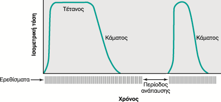 Μυϊκός Κάματος Μείωση μυϊκής τάσης μετά από παρατεταμένη συσταλτική δραστηριότητα Ταχύτητα συστολής, ρυθμός χάλασης Κάματος Υψηλής Συχνότητας: Παρατεταμένη διέγερση μυός [Κ + ] ο Τ