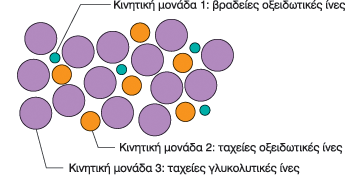 Οι Τρείς Τύποι Σκελετικών Μυϊκών Μονάδων Κάθε μυς περιέχει μυϊκές ίνες/κινητικές μονάδες από κάθε τύπο Η αναλογία