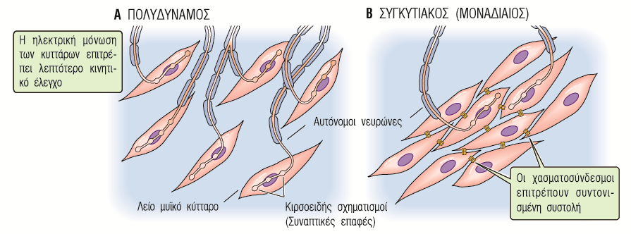 Λείο Μυϊκό Κύτταρο Σπλαγχνικός Ίριδα Ακτινωτό σώμα