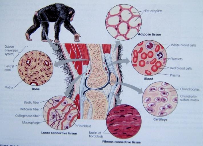 Τύποι συνδετικού ιστού λιπώδης Πλούσιος σε λιποκύτταρα. Βρίσκεται στο υποδόριο στρώμα και σε εσωτερικά όργανα. αίμα οστίτης Ο πιο ευρέως διαδεδομένος. Περιβάλλει μύς, νεύρα, αιμοφ.
