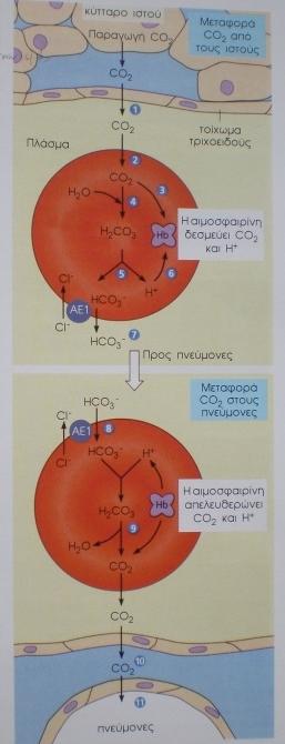 Μηχανισμός μεταφοράς CO 2 από τα ερυθρά αιμοσφαίρια Γιατί να συμβαίνει αυτός ο κύκλος; Ανθρακική ανυδράση Η διαφορά συγκένρωσης CO 2 μεταξύ ιστών και πλάσματος είναι απαραίτητη για την απομάκρυνσή