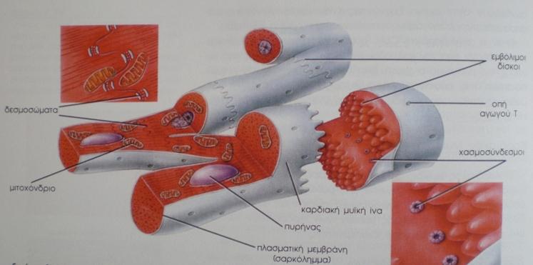 Καρδιακός μυϊκός ιστός Συνολική & ταυτόχρονη διέγερση καρδιακών κυττάρων Εμβόλιμοι δίσκοι με δεσμοσώματα για μηχανική & λειτουργική σύνδεση μεταξύ κυττάρων