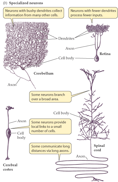 Νευρώνες Σώμα: όλα τα οργανίδια, άφθονο ΑΕΔ = σωμάτια Nissl Δενδρίτες: περιέχουν ό,τι και το σώμα, αυξάνοντας την επιφάνεια του κυττάρου (καλύτερη θρέψη) Νευράξονας: περιέχει το αξονόπλασμα, πλούσιο