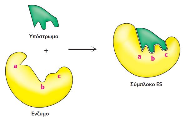 Ο σχηματισμός του συμπλόκου ενζύμου-υποστρώματος 4. Τα υποστρώματα αλληλοεπιδρούν με το ενεργό κέντρο με πολλαπλές ασθενείς αλληλεπιδράσεις 5.