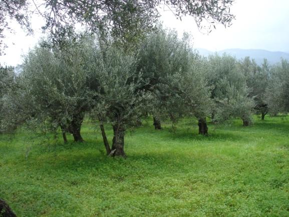 ΣΤΟΧΟΣ SAGE10 Βελτιστοποίηση υπαρχόντων φιλοπεριβαλλοντικών πρακτικών και μεγιστοποίηση της απόδοσης του ελαιώνα λαμβάνοντας