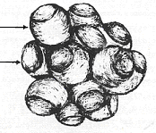 Δομή Μικκυλίου Καζεΐνης 2/2 Τα εσωτερικά υπομικκύλια είναι πλούσια σε αs- και β-καζεΐνη, ενώ τα υπομικκύλια της