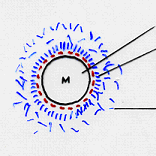 Η Σταθερότητα των Μικκυλίων Οφείλεται 2/2 Μικκύλιο καζεΐνης Διπολικά μόρια νερού προσανατολισμένα & δεσμευμένα (με τους θετικούς πόλους προς το αρνητικό φορτίο της επιφάνειας του μικκυλίου) Νερό