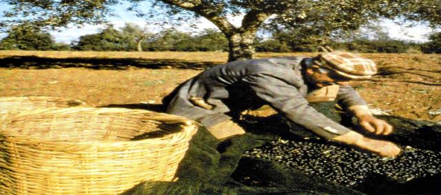 Το συμπέρασμα που καταλήξαμε μετά από την έρευνα που διεξήγαμε είναι πως η ελιά από τα αρχαία ακόμη χρόνια είχε σημαντικό ρόλο στη ζωή του