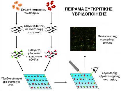 ισων κάθε ποσοτήτων Laser cdna γονίδιο