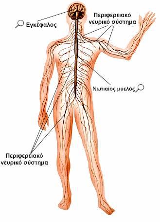 Το νευρικό σύστημα Το νευρικό σύστημα αποτελεί το σύστημα που ρυθμίζει και ελέγχει την λειτουργία όλων των οργάνων του ανθρωπίνου σώματος, καθώς επίσης και την μεταξύ τους αρμονική συνεργασία.