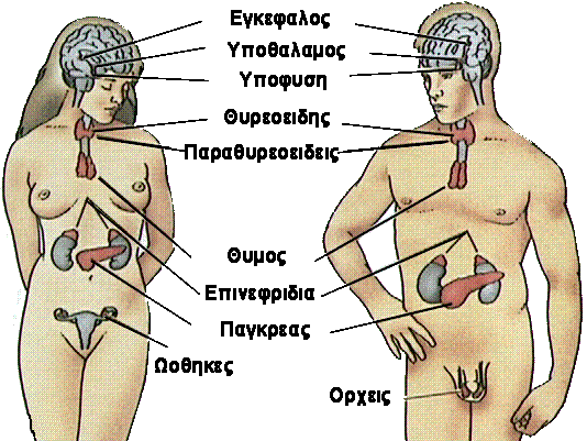 Το Ενδοκρινικό Σύστημα-Ορμόνες Οι ορμόνες είναι χημικές ουσίες που παράγονται από ειδικούς αδένες (ενδοκρινείς αδένες), κυκλοφορούν στο αίμα και συντονίζουν πολλές δραστηριότητες του οργανισμού.