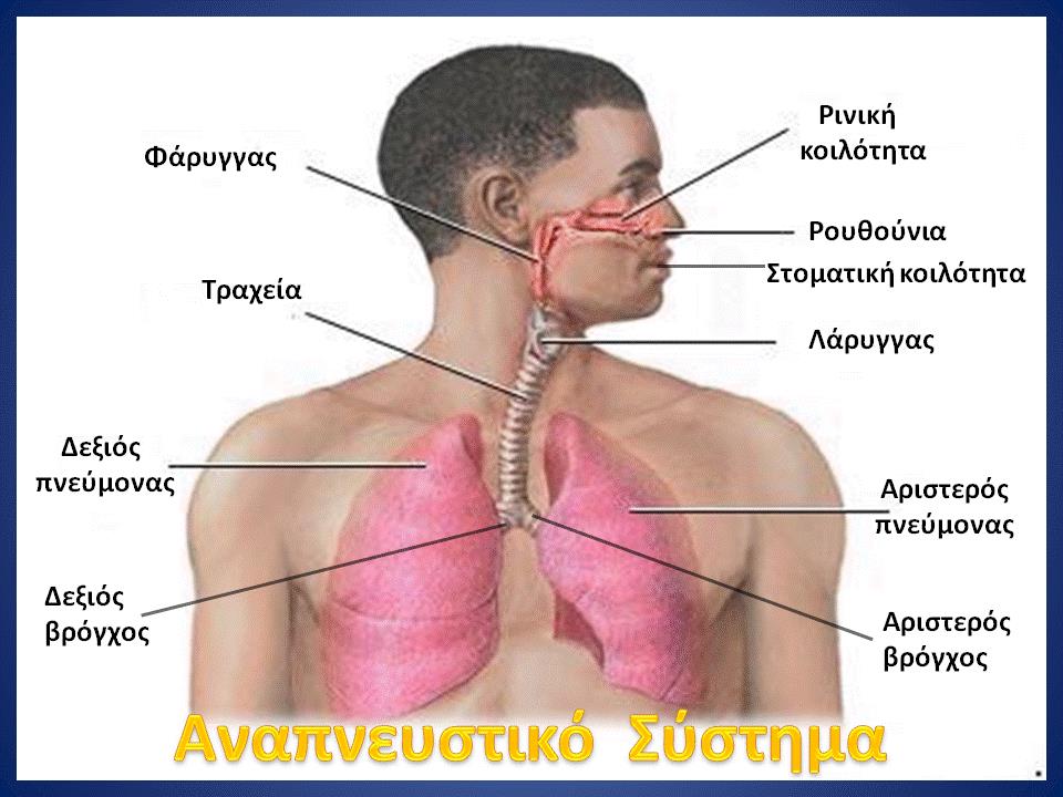 Ανατομία Αναπνευστικού Συστήματος