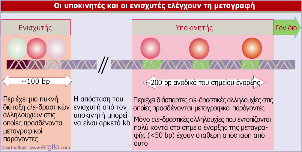 Εικόνα 21.1 Ένα τυπικό γονίδιο που μεταγράφεται από την RNA πολυμεράση ΙΙ έχει έναν υποκινητή ο οποίος εκτείνεται ανοδικά από τη θέση έναρξης της μεταγραφής.