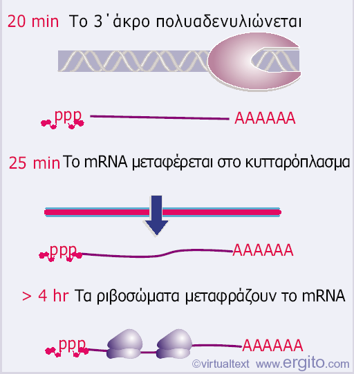 Εικόνα 5.