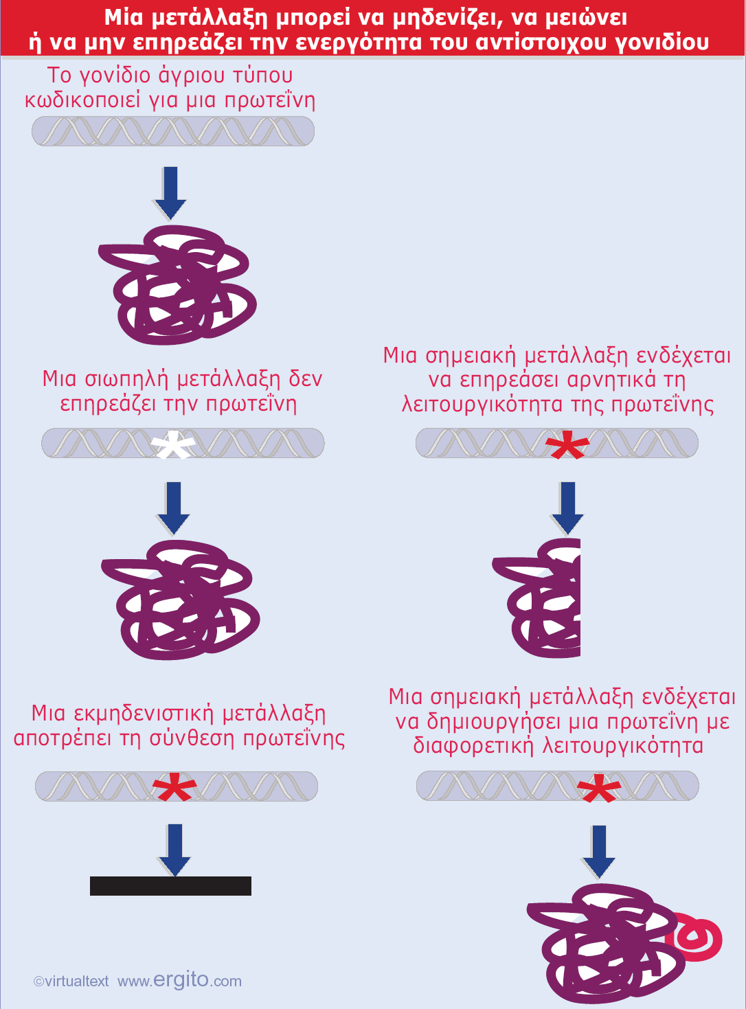 Εικόνα 1.28 Οι μεταλλάξεις που δεν επηρεάζουν την πρωτεϊνική αλληλουχία ή λειτουργία ονομάζονται σιωπηλές.