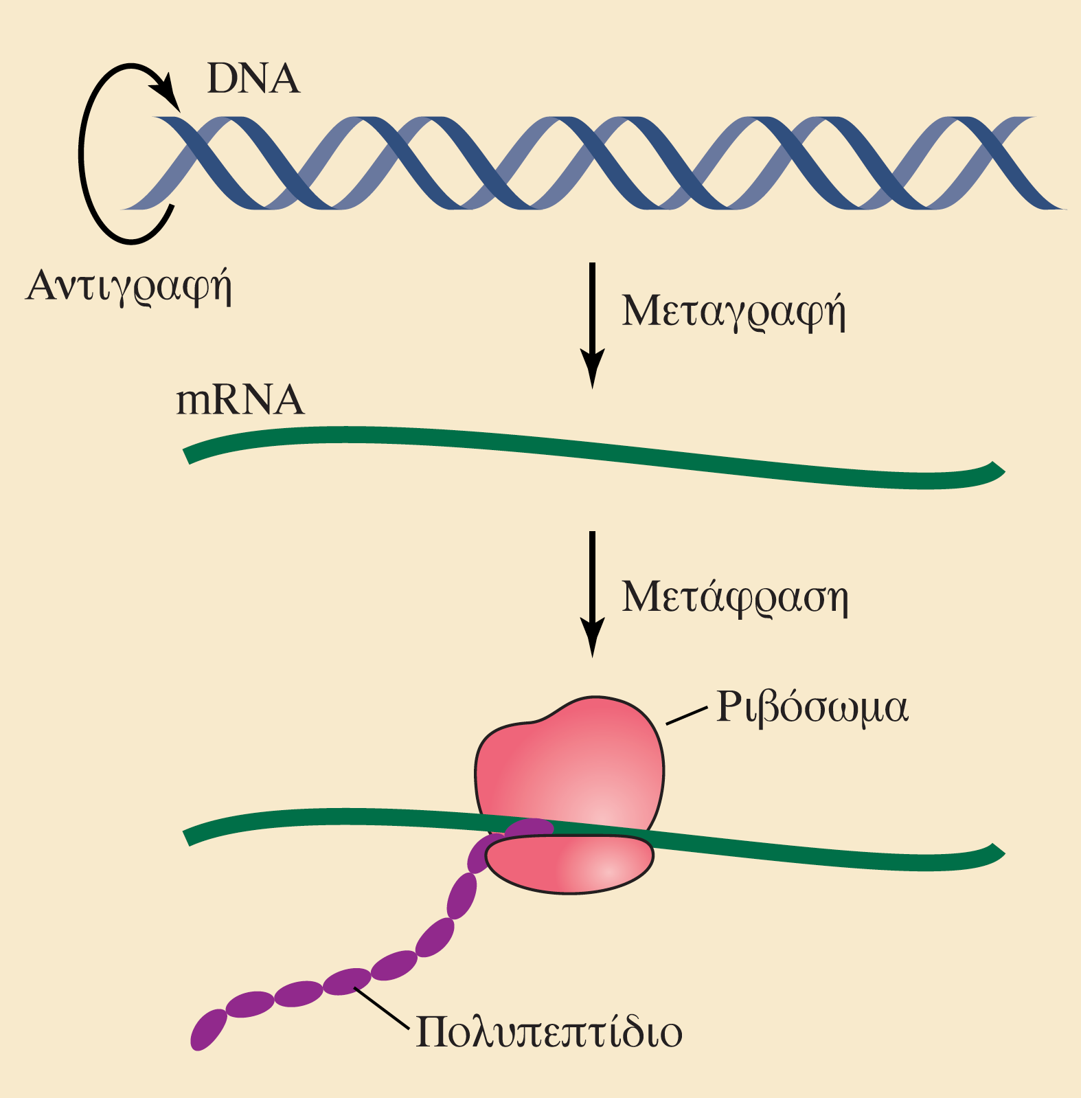 ΕΙΚΟΝΑ 1.17 Το «κεντρικό δόγμα» Σύμφωνα με το κεντρικό δόγμα, όπως αρχικά προτάθηκε από τον Francis Crick, η ροή πληροφοριών κατευθύνεται από το DNA στο RNA και από το RNA στην πρωτεΐνη.