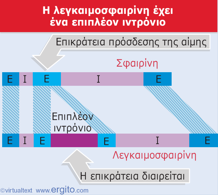 Οικογένειες γονίδιων Εικόνα 2.