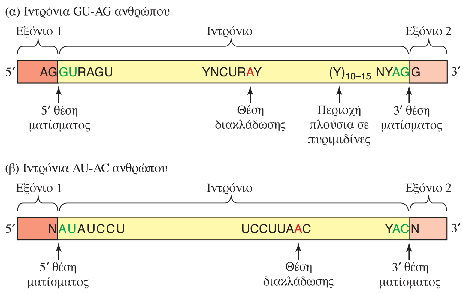 ΕΙΚΟΝΑ 14.16 Συντηρημένες αλληλουχίες που ενέχονται στον καθορισμό των ιντρονίων του ανθρώπου Δύο τύποι συντηρημένων αλληλουχιών βρίσκονται στα άκρα των ιντρονίων του ανθρώπου (α) GU-AG και (β) AU-AC.