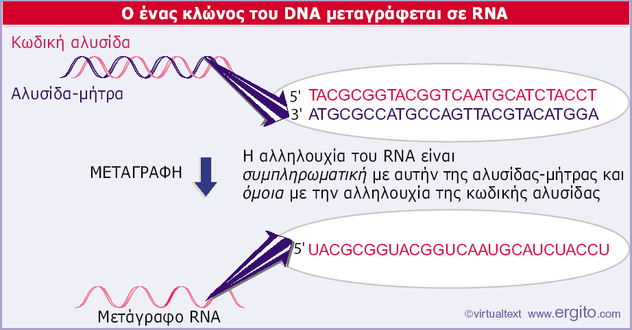 K M Προκαρυωτικοί οργανισμοί Ευκαρυωτικοί οργανισμοί RNA ρετροϊοί Εικόνα 9.