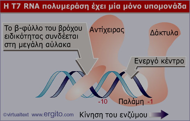 -7 ~ 100 kda ~200 Nt/sec 25 υποκινητές -7-4 Εικόνα 9.