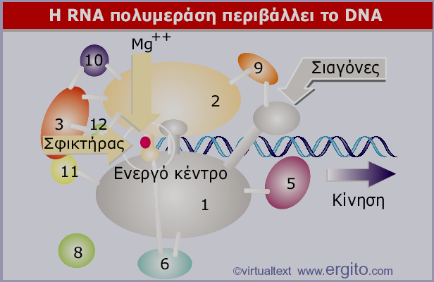 RNA Πολυμεράση του σακχαρομύκητα 25 bp DNA Εικόνα 9.9 Η θέση δέκα υπομονάδων της RNA πολυμεράσης έχει χαρτογραφηθεί στην κρυσταλλική δομή.