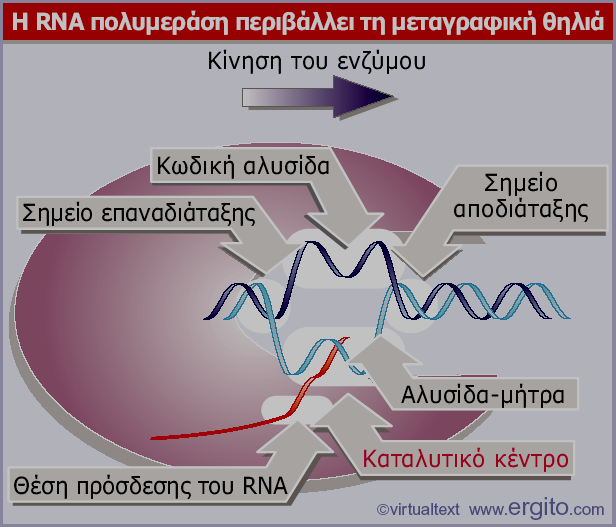Λειτουργίες της RNA πολ. Μία RNA πολ. στα προκαρυωτικά Τρείς RNA πολ.