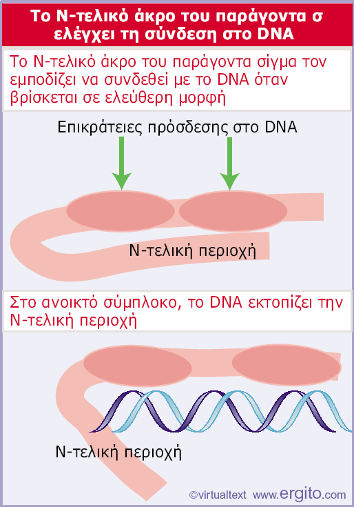 ΚΕ 2.2 2.1 2.4 4.2 1.2 1.1 2.4 4.2-10 -35 Εικόνα 9.38 Το Ν-τελικό άκρο του σίγμα εμποδίζει τις επικράτειες πρόσδεσης στο DNA να προσδεθούν σε αυτό.