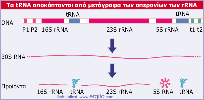 7 οπερόνια Εικόνα 24.38 Τα οπερόνια rrn στο βακτήριο E. coli περιέχουν γονίδια που κωδικοποιούν τόσο για rrna όσο και για trna.
