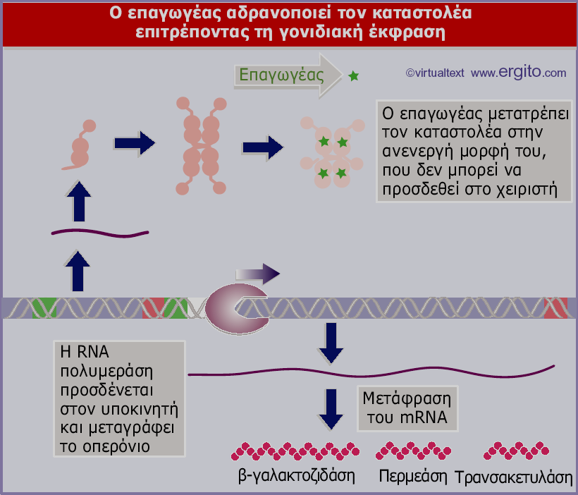 Genes VIII - Ακαδημαϊκές Εκδόσεις 2004 Χ Εικόνα 10.