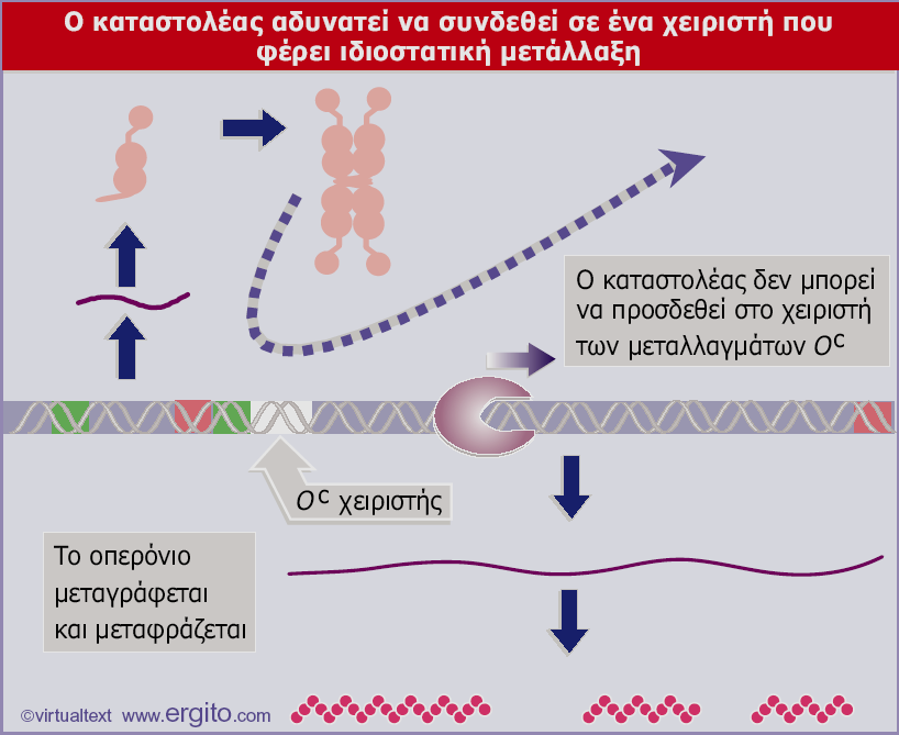 (Cis-επικρατείς) Genes VIII - Ακαδημαϊκές Εκδόσεις 2004 Εικόνα 10.