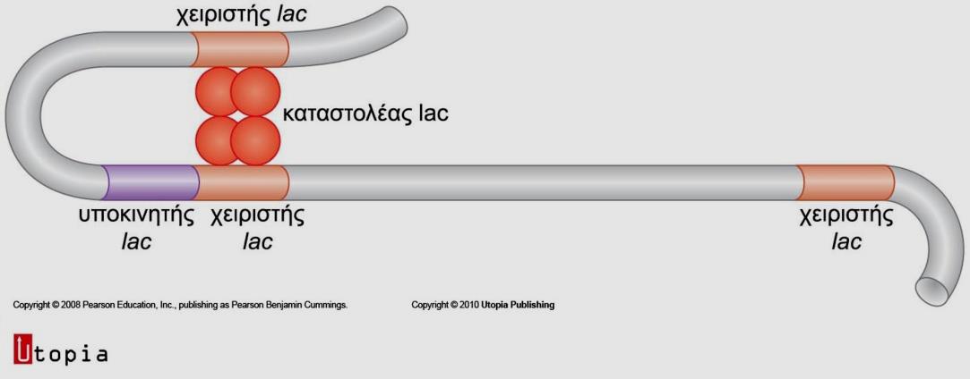 καταστολέα προσδεθούν στο DNA, τότε το