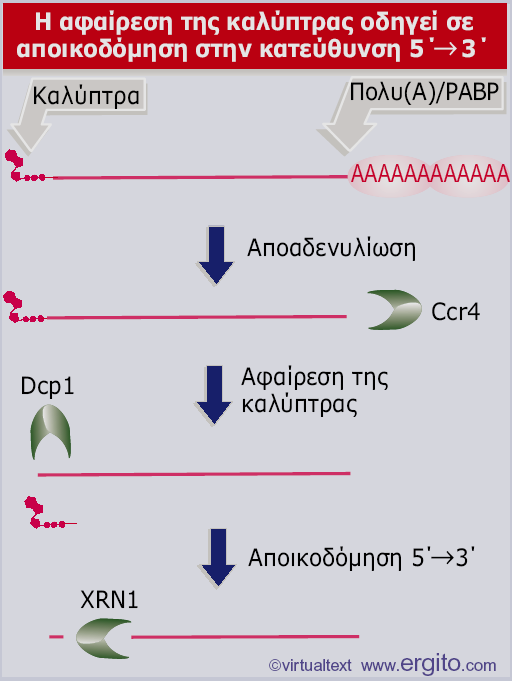 Αποικοδόμηση 5 3 στους ζυμομύκητες Η αποαδενυλίωση