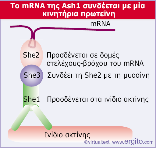 Μεταφορά του mrna στο κυτταρόπλασμα α) Με ειδική μεταφορά σε συγκεκριμένη θέση β) Με γενική