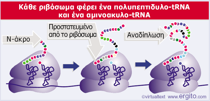 5 3 Εικόνα 5.9 Ένα πολυριβόσωμα αποτελείται από ένα mrna που μεταφράζεται ταυτόχρονα από πολλά ριβοσώματα, τα οποία κινούνται στην κατεύθυνση 5 3.