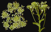 ΒΙΟΛΟΓΙΑ ΚΑΙ ΟΙΚΟΛΟΓΙΑ ΖΙΖΑΝΙΩΝ 10 Βρωµολάχανο (Cardaria draba, Brassicaceae) Το βρωµολάχανο είναι πολυετές, χειµερινό, δικοτυλήδονο φυτό µε όρθια έκφυση και φθάνει µέχρι το ύψος των 50 cm.
