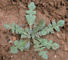 ΒΙΟΛΟΓΙΑ ΚΑΙ ΟΙΚΟΛΟΓΙΑ ΖΙΖΑΝΙΩΝ 11 Καψέλλα (Capsella bursa-pastoris, Brassicaceae) Η καψέλλα είναι ετήσιο διετές, χειµερινό, δικοτυλήδονο φυτό µε όρθια έκφυση και φθάνει µέχρι το ύψος των 50 cm.
