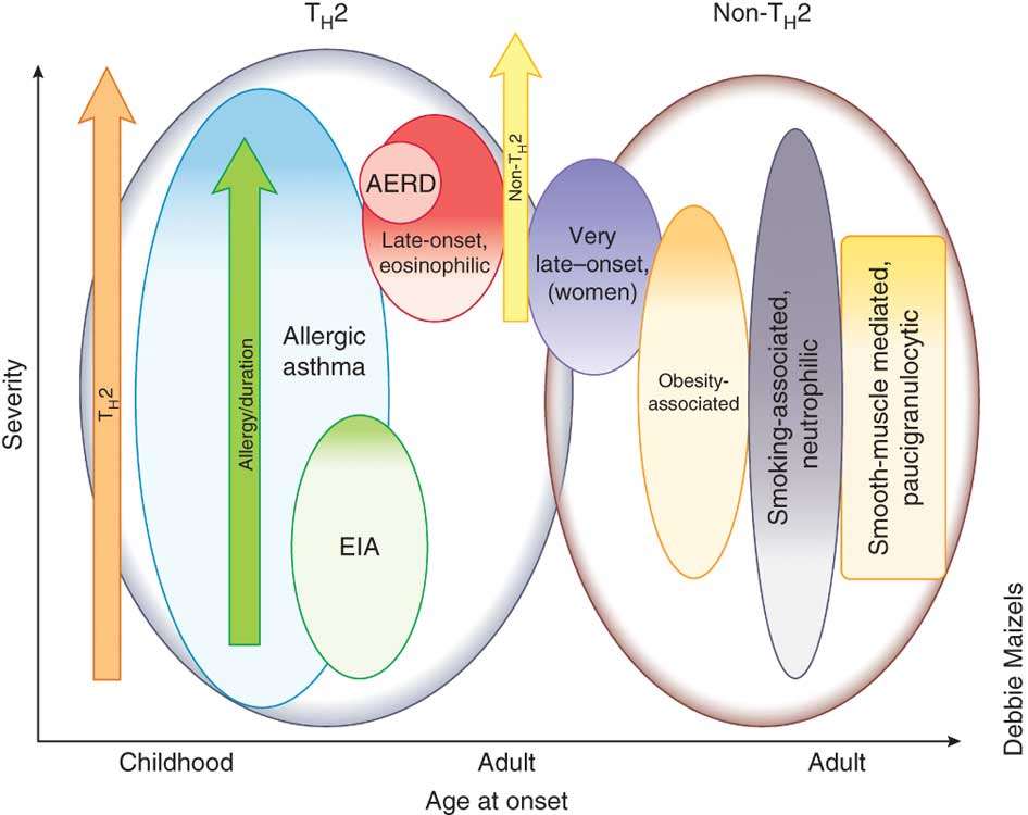 Asthma phenotypes Wenzel