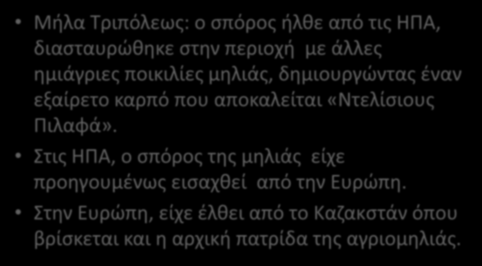 Το Ελεύθερο Ταξίδι του Σπόρου Μήλα Τριπόλεως: ο σπόρος ήλθε από τις ΗΠΑ, διασταυρώθηκε στην περιοχή με άλλες ημιάγριες ποικιλίες μηλιάς, δημιουργώντας έναν εξαίρετο καρπό που αποκαλείται