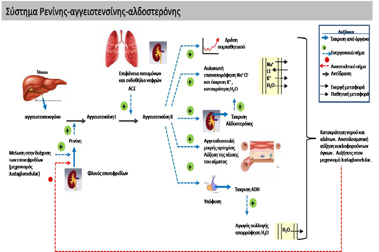 Το αγγειοτενσινογόνο (angiotensinogen) ανήκει στο σύστημα της ρενίνηςαγγειοτενσίνης (RAS) και είναι ενεργό στο λιπώδη ιστό παίζοντας σημαντικό ρόλο στη ρύθμιση την αρτηριακής πίεσης.
