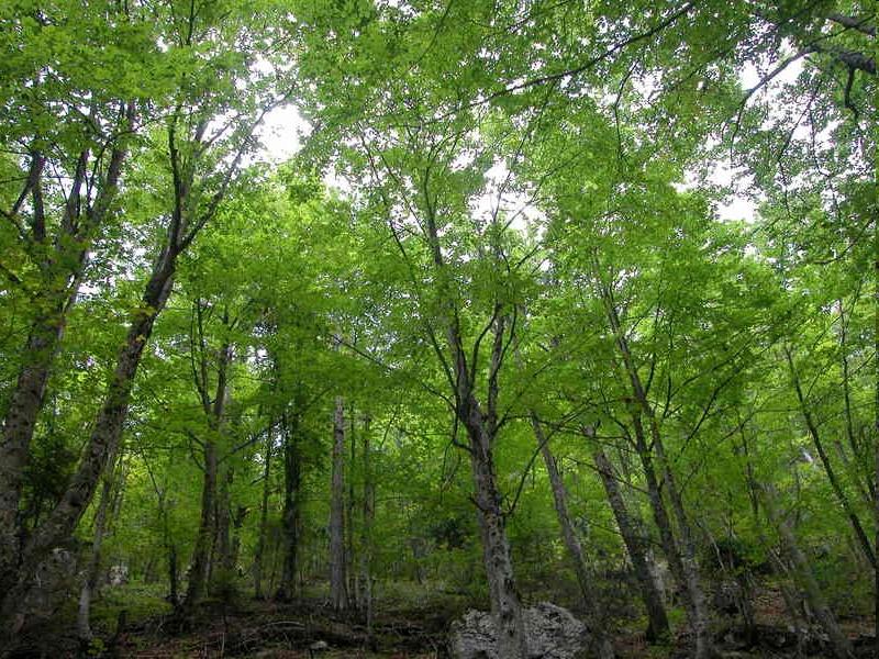 Υδρονομική Λειτουργία Τα δάση οξιάς τα οποία έχουν καταταγεί πρώτα στη λειτουργία της παραγωγής νερού, αφού το παραγόμενο σε αυτά νερό είναι το διαυγέστερο και