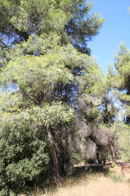 Οικονομική Λειτουργία Με τη μείωση της ζήτησης της ρητίνης λόγω ευρέσεως χημικών υποκατατάστατων τα δάση αυτά