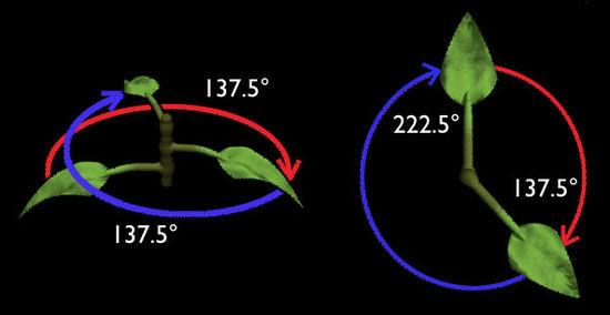 Στον μεγαλύτερο αριθμό των φυτών, ένα συγκεκριμένο κλαδί ή φύλλο θα μεγαλώσει από τον κορμό περίπου κατά 137,5 μοίρες γύρω από τον βλαστό σε σχέση με το προηγούμενο κλαδί.