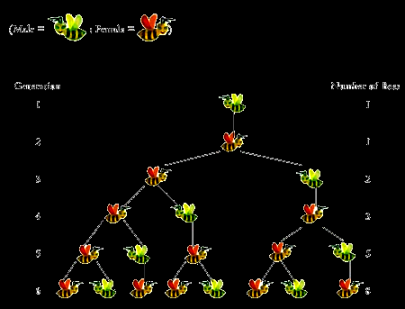 Το γενεαλογικό δέντρο του κηφήνα σ ένα μελίσσι είναι μια ακολουθία Fibonacci!