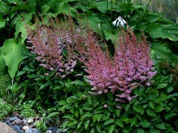 Astilbe spp. Σκληρά πολυετή φυτά. Πολλαπλασιάζονται µε κατάτµηση στην αρχή της άνοιξης, όταν έχουν φτάσει σε ύψος 2,5 cm και κατόπιν µετά την επόµενη άνθιση.
